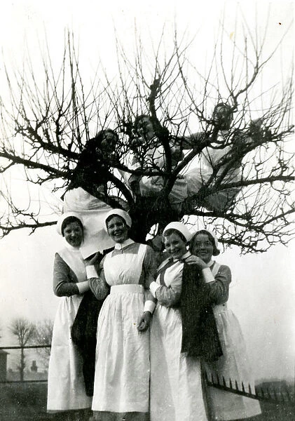 Nurses up a tree