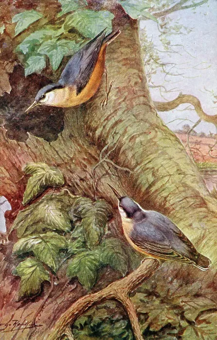 Framed Print : Nuthatches Framed Print : Nuthatches