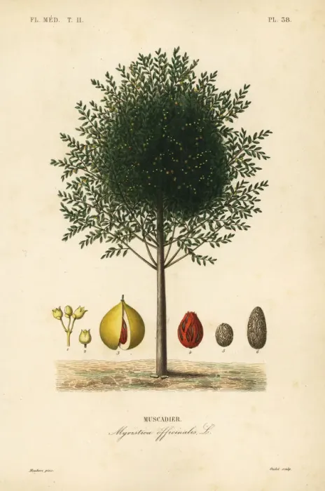 Framed Print : Nutmeg and mace tree, Myristica fragrans Framed Print : Nutmeg and mace tree, Myristica fragrans