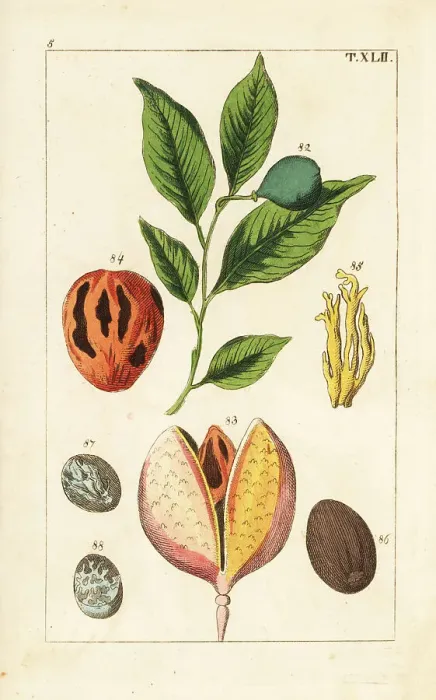 Framed Print : Nutmeg and mace tree, Myristica fragrans Framed Print : Nutmeg and mace tree, Myristica fragrans