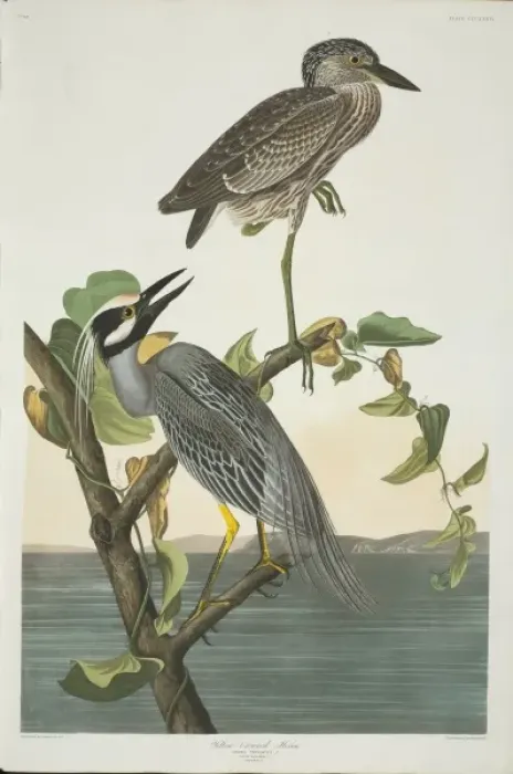 Framed Print : Nyctanassa violacea, yellow-crowned night heron Framed Print : Nyctanassa violacea, yellow-crowned night heron