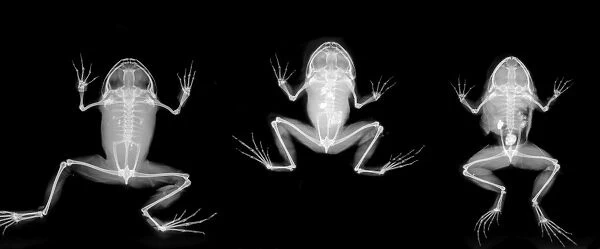 Nyctibatrachus major, frogs