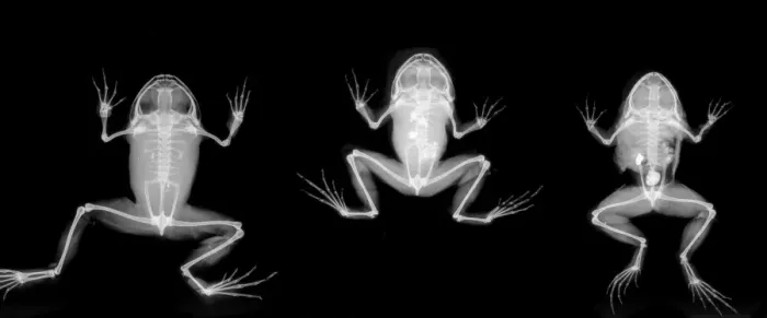 Framed Print : Nyctibatrachus major, frogs Framed Print : Nyctibatrachus major, frogs