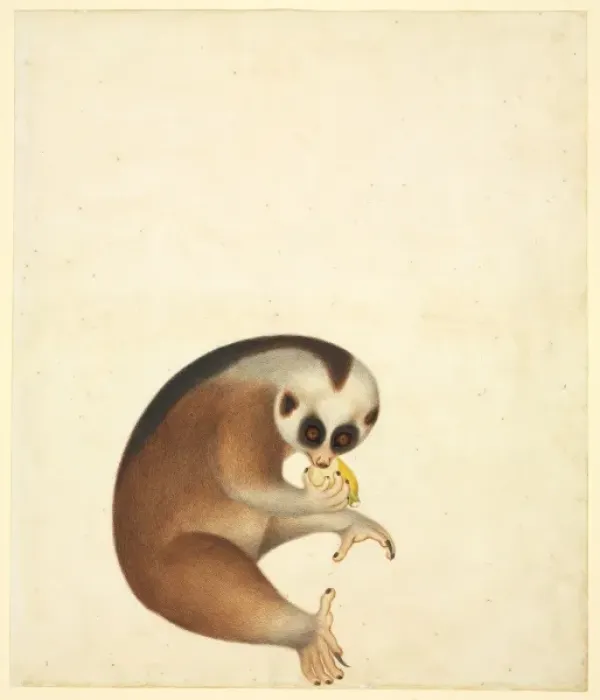 Framed Print : Nycticebus coucang, slow loris Framed Print : Nycticebus coucang, slow loris