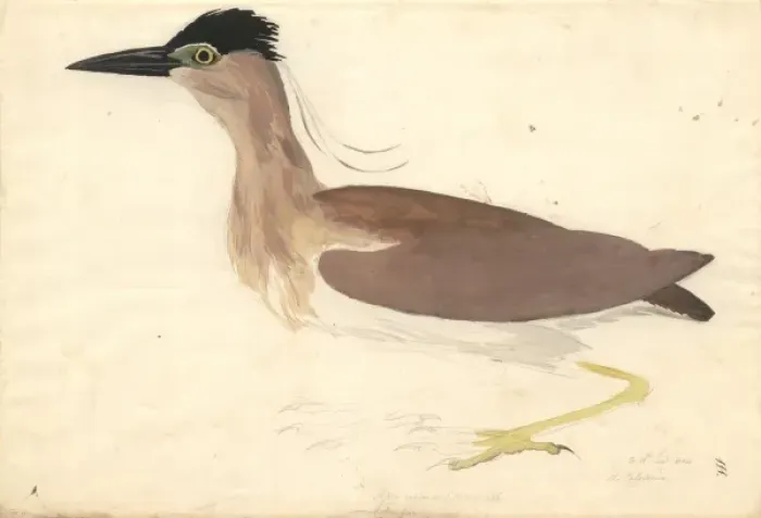 Framed Print : Nycticorax caledonicus, rufous night heron Framed Print : Nycticorax caledonicus, rufous night heron