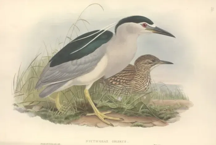 Framed Print : Nycticorax nycticorax, black-crowned night heron Framed Print : Nycticorax nycticorax, black-crowned night heron