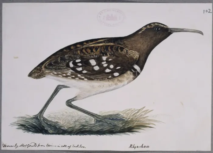 Framed Print : Nycticryphes semicollaris, South American painted snipe Framed Print : Nycticryphes semicollaris, South American painted snipe