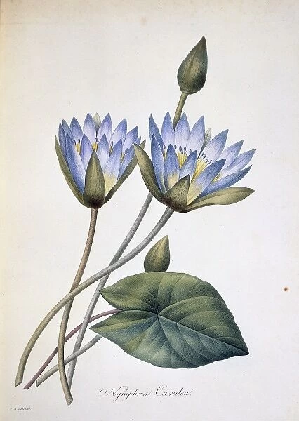 Nymphaea caerula, water lily