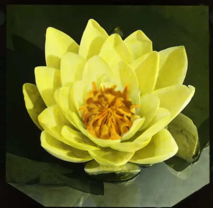 Framed Print : Nymphaea Mooreana (Water Lily) Framed Print : Nymphaea Mooreana (Water Lily)