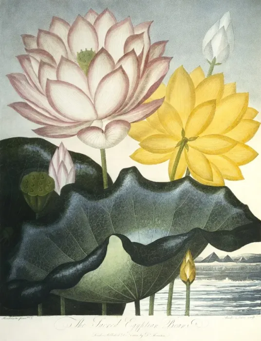 Framed Print : Nymphaea nelumbo, sacred Egyptian bean Framed Print : Nymphaea nelumbo, sacred Egyptian bean