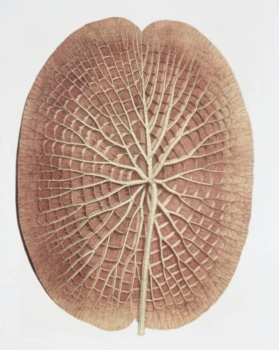Framed Print : Nymphaea sp. water lily: underside of leaf Framed Print : Nymphaea sp. water lily: underside of leaf