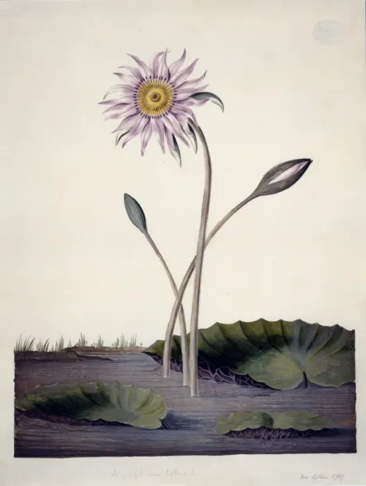 Framed Print : Nymphaea stellata L. water lily Framed Print : Nymphaea stellata L. water lily