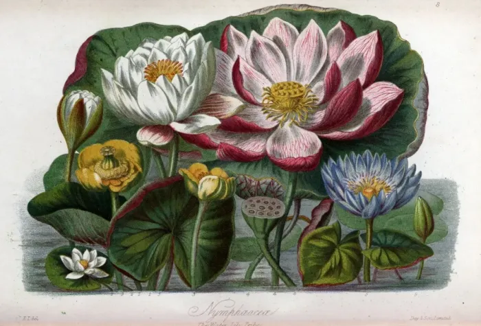Framed Print : Nymphaeaceae - Water Lily Framed Print : Nymphaeaceae - Water Lily