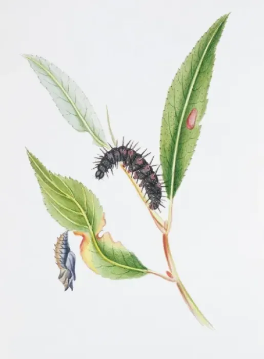 Framed Print : Nymphalis antiopa, Camberwell beauty Framed Print : Nymphalis antiopa, Camberwell beauty