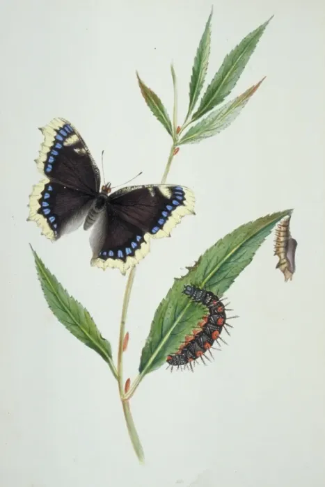 Framed Print : Nymphalis antiopa, Camberwell beauty Framed Print : Nymphalis antiopa, Camberwell beauty