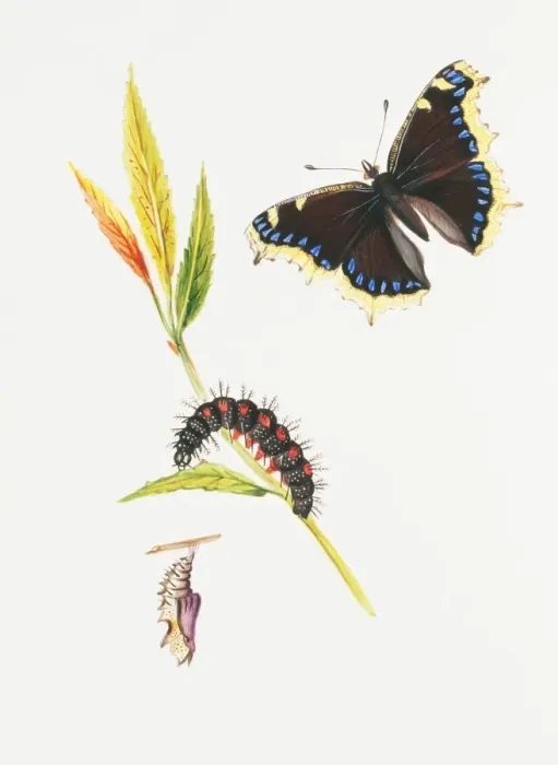 Framed Print : Nymphalis antiopa, camberwell beauty Framed Print : Nymphalis antiopa, camberwell beauty