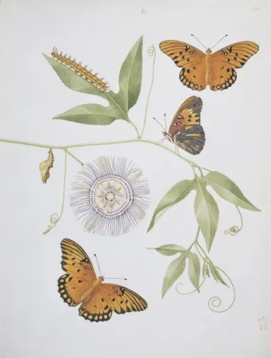 Framed Print : Nymphalis phalerati, silver spotted fritillary Framed Print : Nymphalis phalerati, silver spotted fritillary