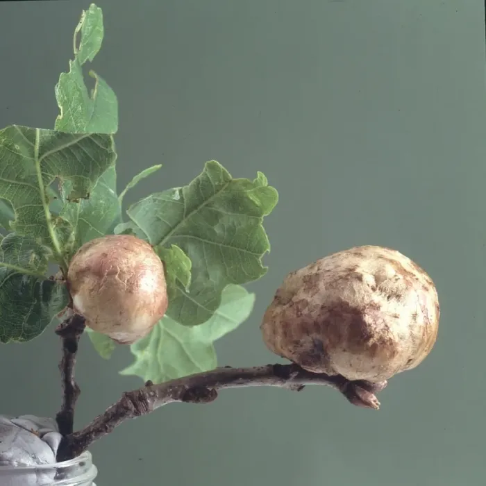 Framed Print : Oak apple galls Framed Print : Oak apple galls