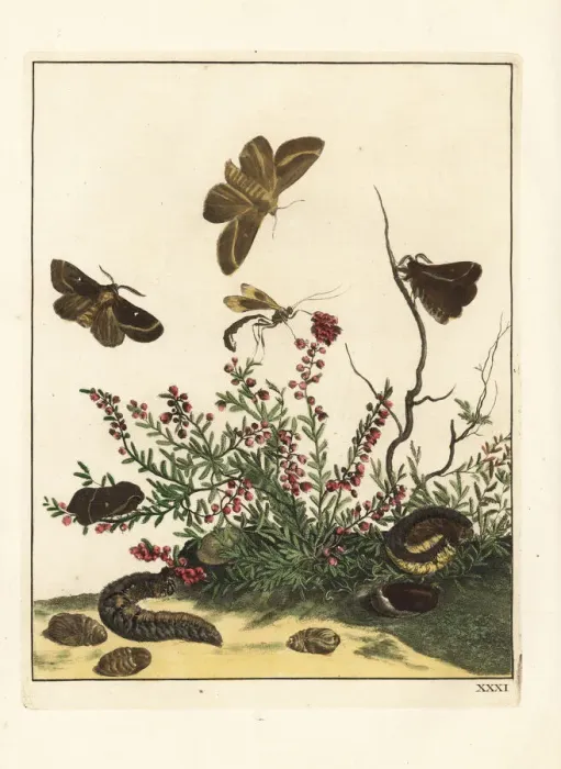 Framed Print : Oak eggar moth on heather Framed Print : Oak eggar moth on heather