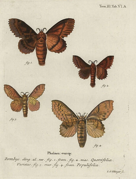 Oak eggar and poplar lappet moths