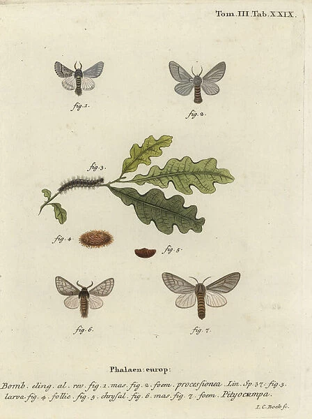 Oak processionary moth, Thaumetopoea processionea