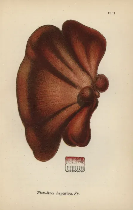 Framed Print : Oak tongue, Fistulina hepatica