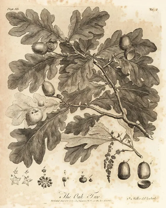 Framed Print : Oak tree with acorns, leaves and branch, Quercus robur Framed Print : Oak tree with acorns, leaves and branch, Quercus robur