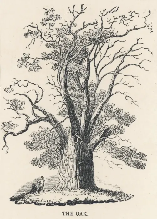 Framed Print : Oak Tree C1850 Framed Print : Oak Tree C1850