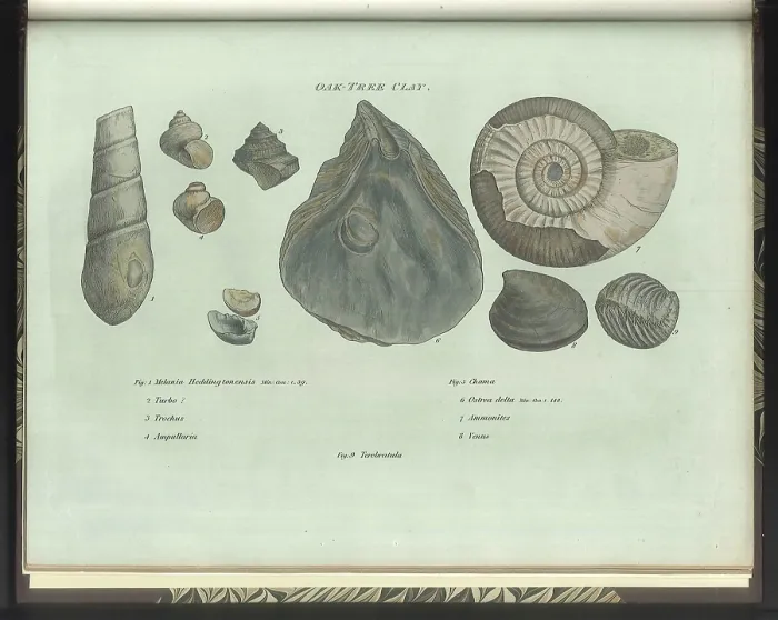 Framed Print : Oak Tree Clay fossils Framed Print : Oak Tree Clay fossils