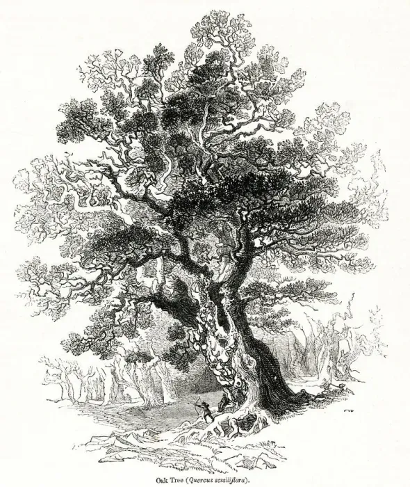 Framed Print : Oak tree (Quercus sessiliflora) Framed Print : Oak tree (Quercus sessiliflora)