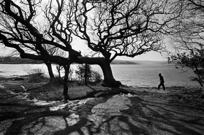 Framed Print : Oak woods, Pembrokeshire Coast Framed Print : Oak woods, Pembrokeshire Coast