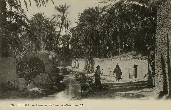 Oasis of date-palms, Biskra