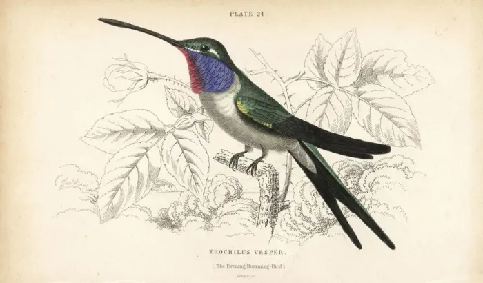 Framed Print : Oasis hummingbird, Rhodopis vesper Framed Print : Oasis hummingbird, Rhodopis vesper
