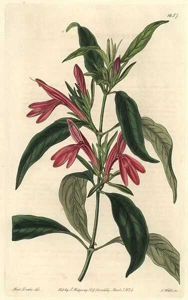 Oblong-leaved beloperone, Justicia plumbaginifolia