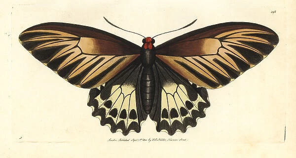 Oblong-spotted birdwing, Troides oblongomaculatus