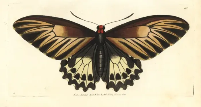 Framed Print : Oblong-spotted birdwing, Troides oblongomaculatus Framed Print : Oblong-spotted birdwing, Troides oblongomaculatus