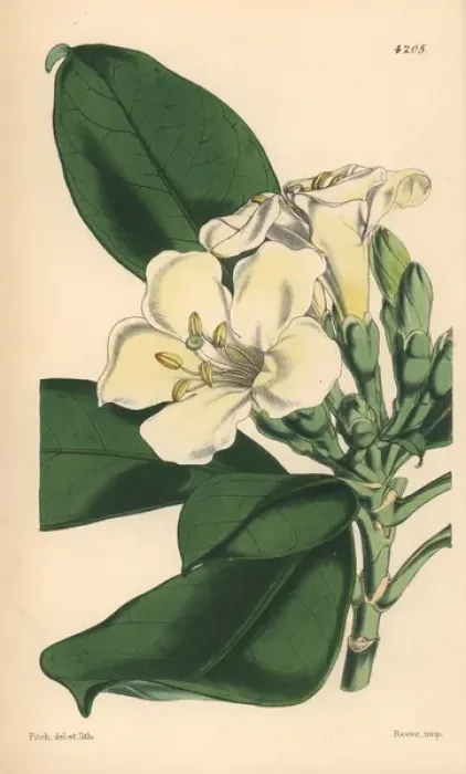 Framed Print : Obovate leaved fagraea, Fagraea obovata Framed Print : Obovate leaved fagraea, Fagraea obovata