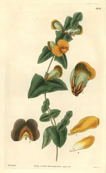 Framed Print : Obtuse-leaved flat pea, Platylobium obtusangulum Framed Print : Obtuse-leaved flat pea, Platylobium obtusangulum