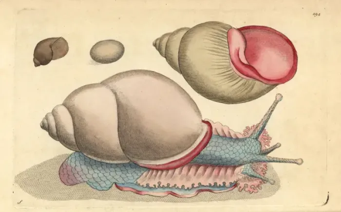 Framed Print : Occidental bulla shell, Bulla occidua Framed Print : Occidental bulla shell, Bulla occidua