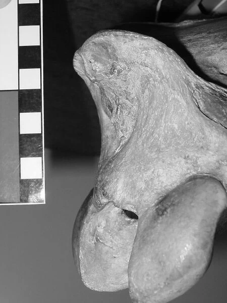 Occipital bone of horse skull