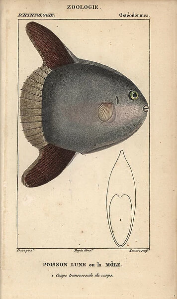 Ocean sunfish, Mola mola