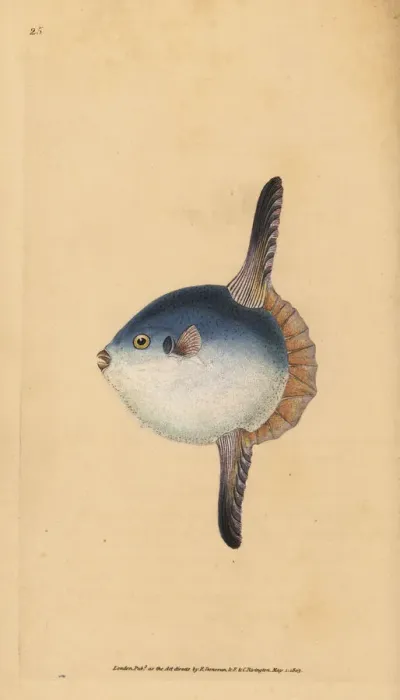 Framed Print : Ocean sunfish, Mola mola. Vulnerable Framed Print : Ocean sunfish, Mola mola. Vulnerable