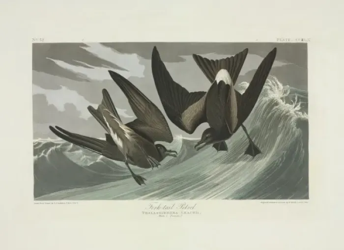 Framed Print : Oceandroma leucorhoa, Leachs storm-petrel Framed Print : Oceandroma leucorhoa, Leachs storm-petrel