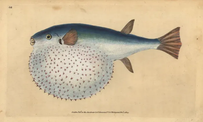 Framed Print : Oceanic puffer, Lagocephalus lagocephalus Framed Print : Oceanic puffer, Lagocephalus lagocephalus