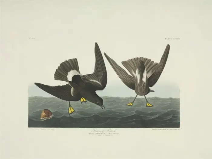 Framed Print : Oceanites oceanicus, Wilsons storm petrel Framed Print : Oceanites oceanicus, Wilsons storm petrel