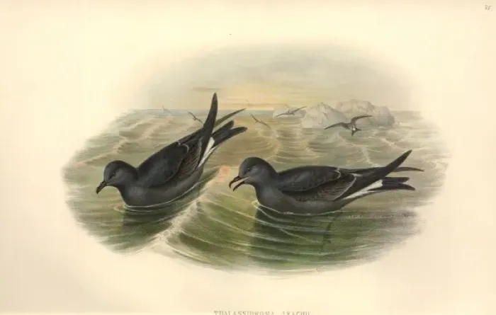 Framed Print : Oceanodroma leucorhoa, Leachs storm petrel Framed Print : Oceanodroma leucorhoa, Leachs storm petrel
