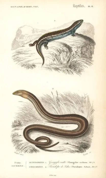 Framed Print : Ocellated (bronze) skink and European glass lizard Framed Print : Ocellated (bronze) skink and European glass lizard