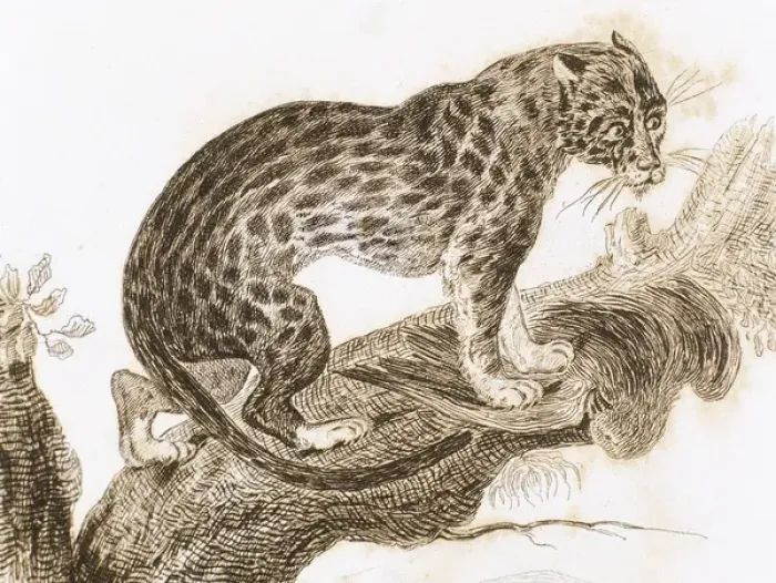 Framed Print : Ocelot. Live in South America. Engraving 1841 Framed Print : Ocelot. Live in South America. Engraving 1841
