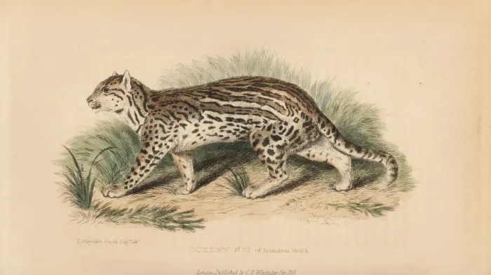 Framed Print : Ocelot, Leopardus pardalis Framed Print : Ocelot, Leopardus pardalis