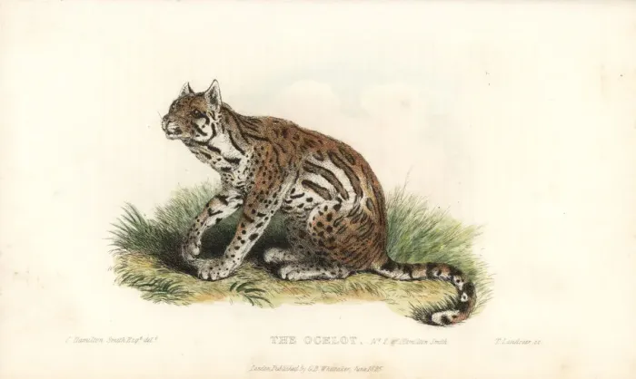 Framed Print : Ocelot, Leopardus pardalis Framed Print : Ocelot, Leopardus pardalis